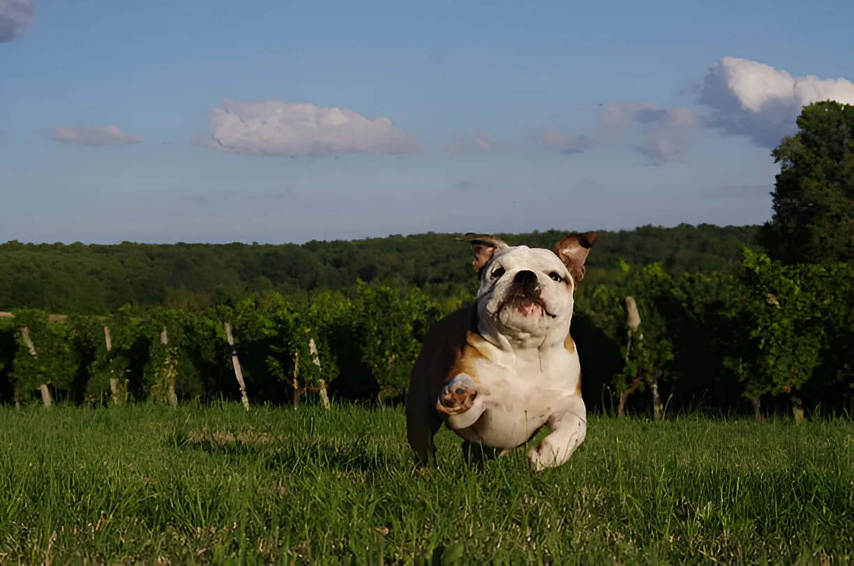 Scott American Bulldog A Loyal and Strong Companion