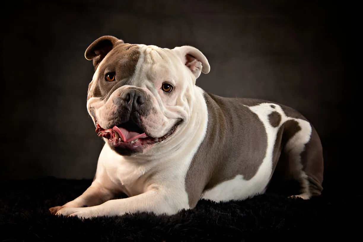 Pros About American Bulldogs