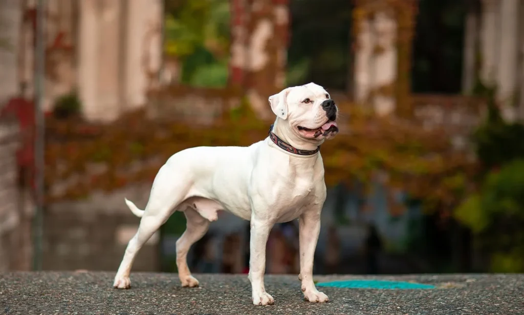 american and english bulldog mix