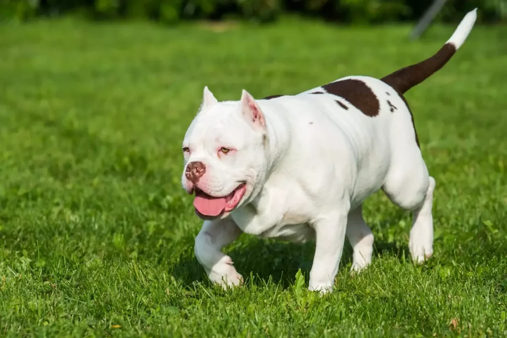 pit lab american bulldog mix brown and white​