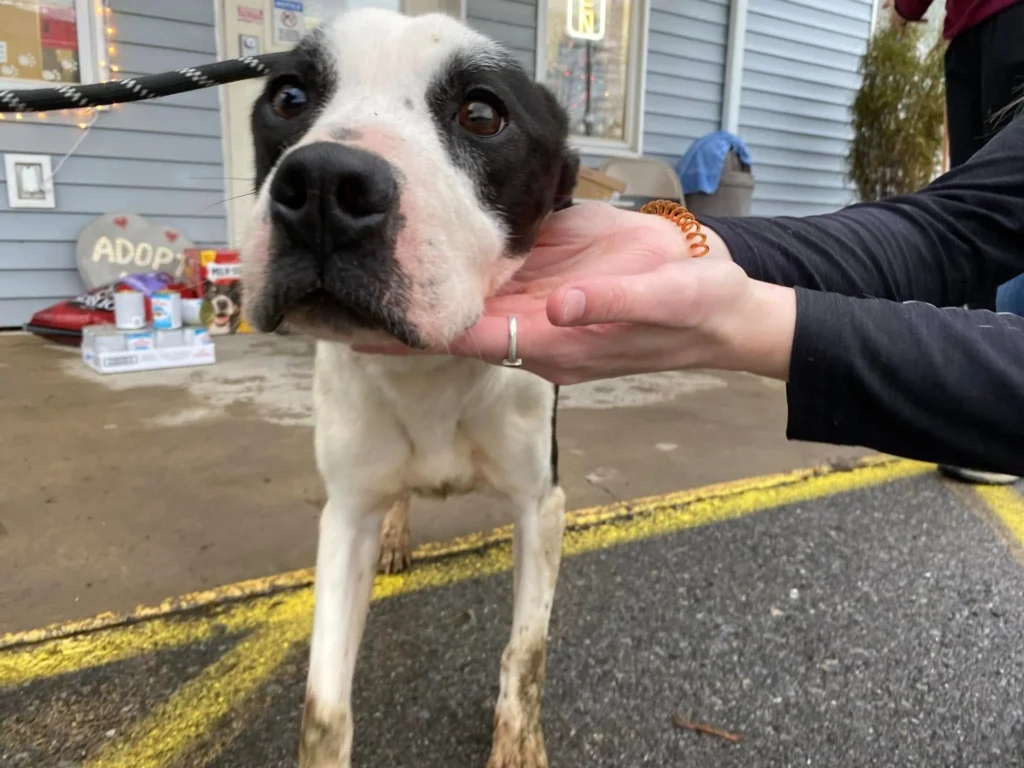 How Long Does An American Bulldog Live