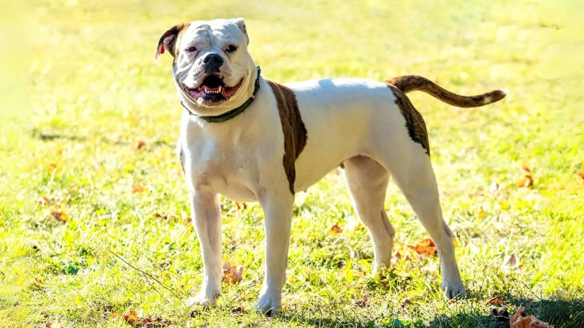 Caring for Your American Bulldog Mixed with Pit: Health and Nutrition Tips