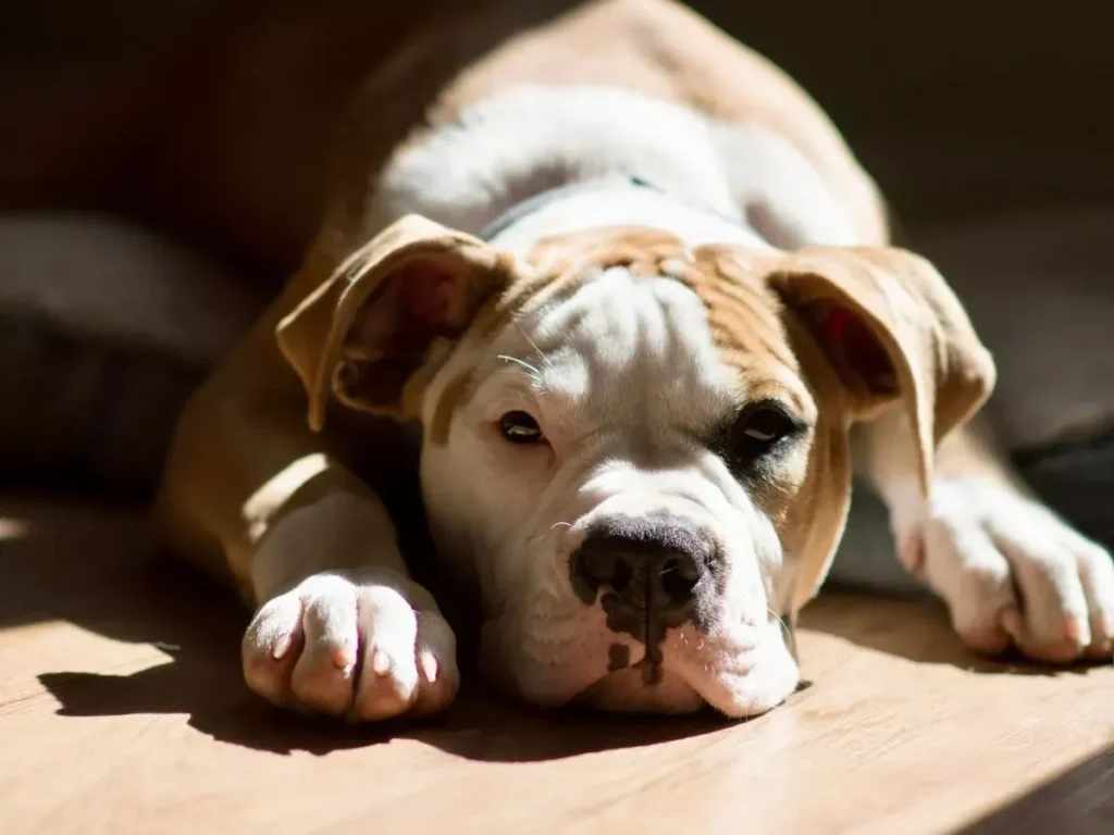 American Bulldog Weight