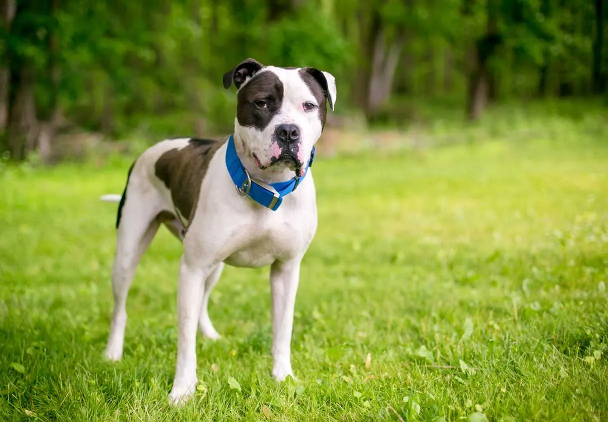 American Bulldog Weight