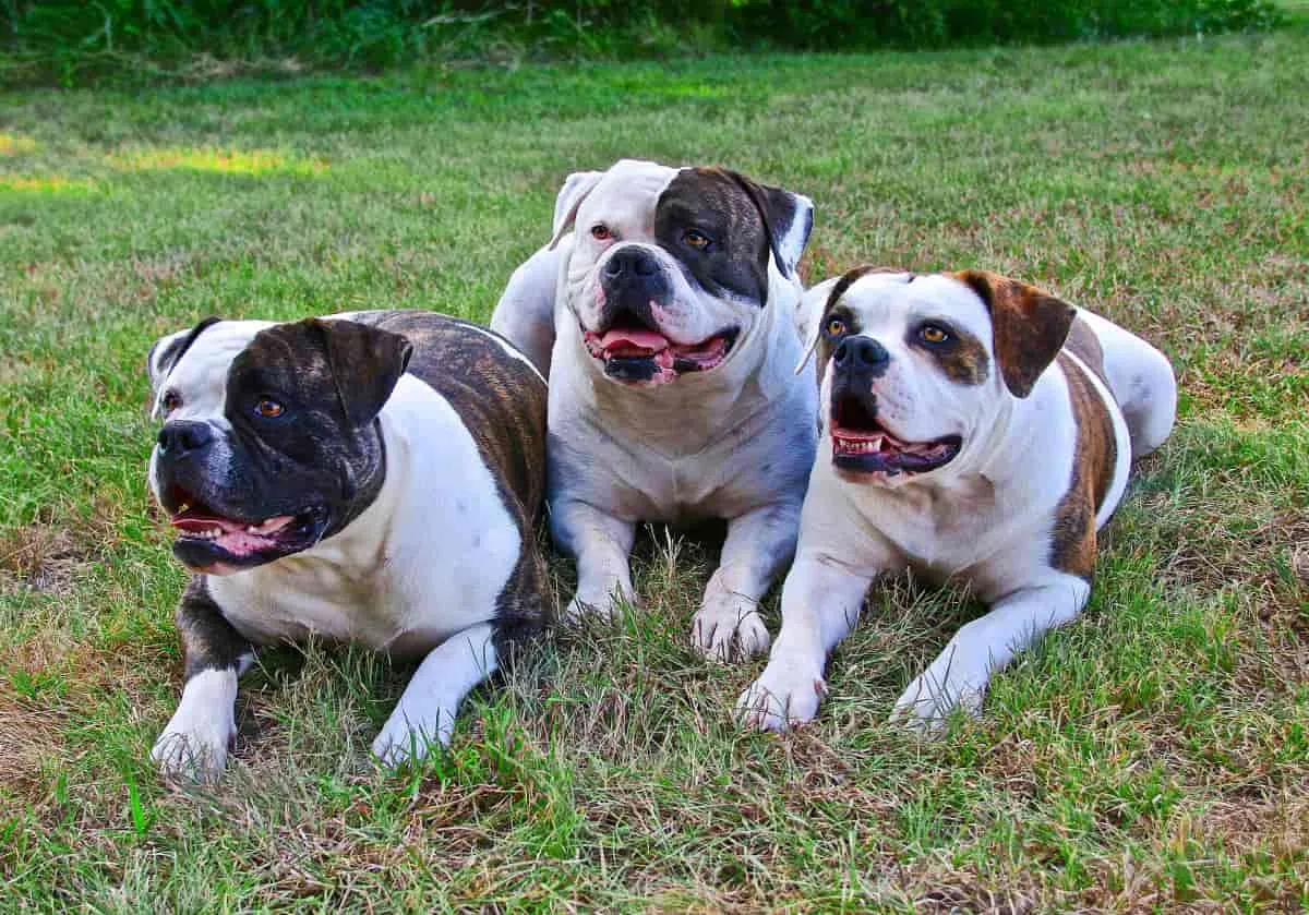 What to Look for When Buying American Bulldogs for Sale