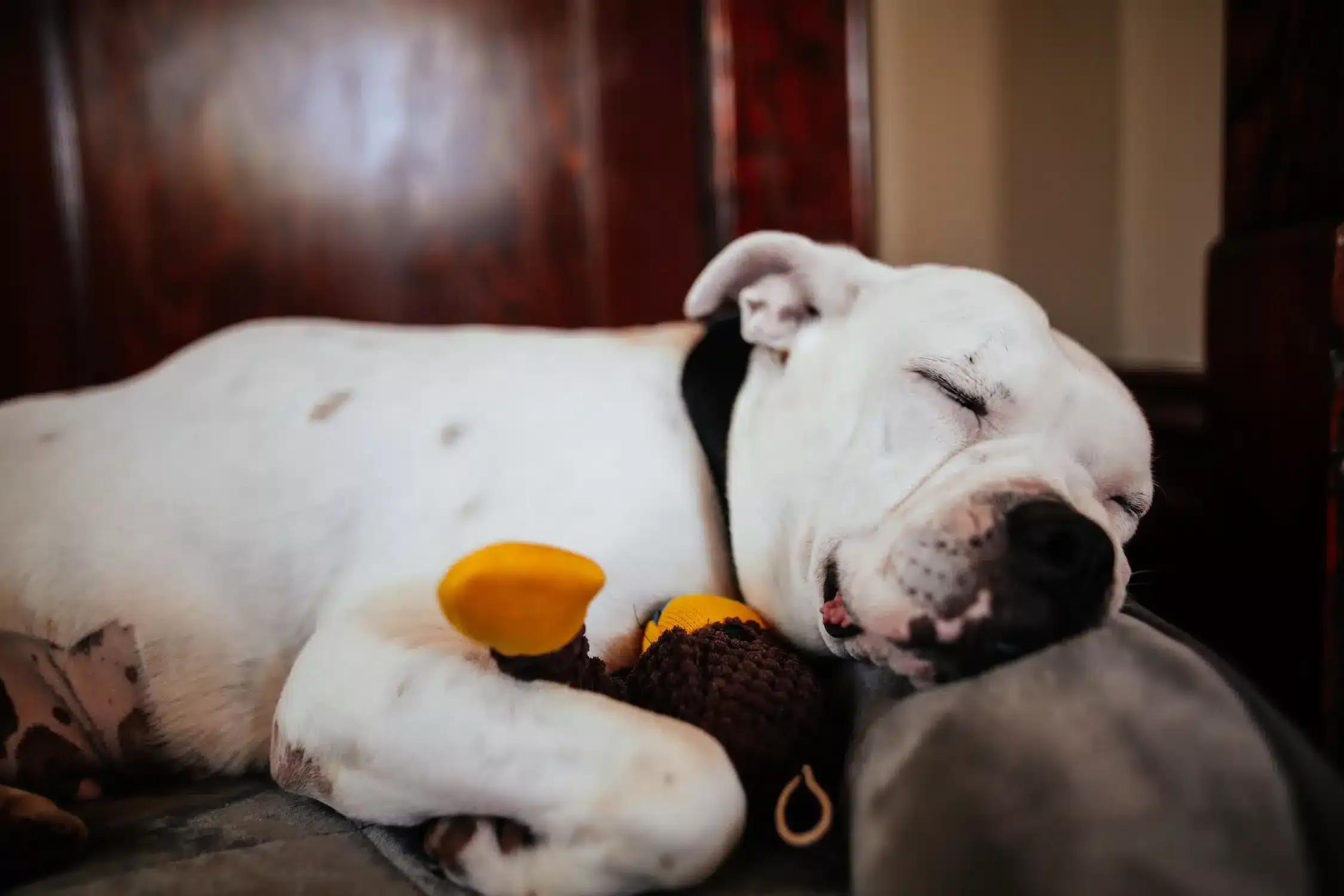 Training Tips for American Bully/American Bulldog​