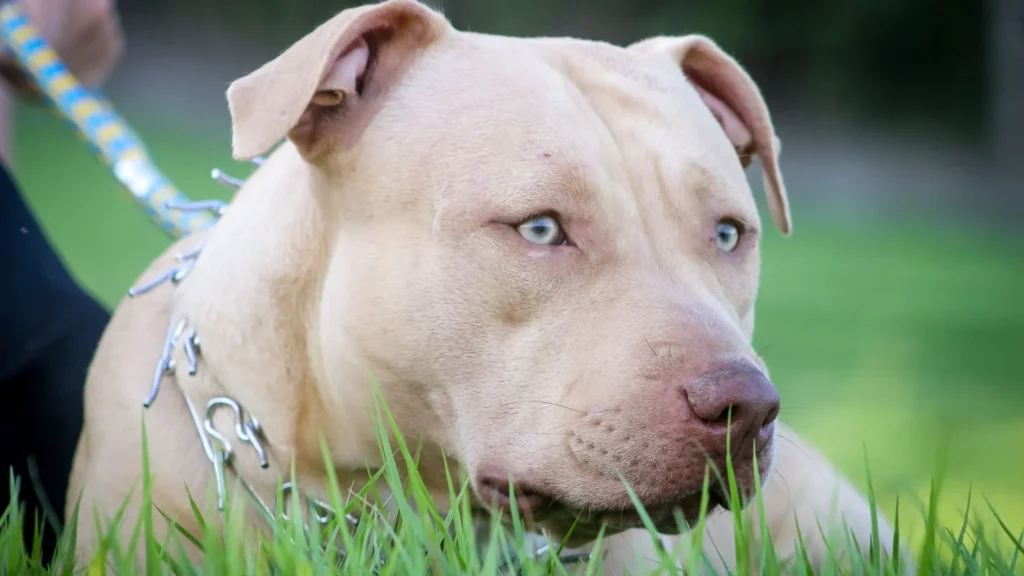 pitbull and american bulldog mix breeds